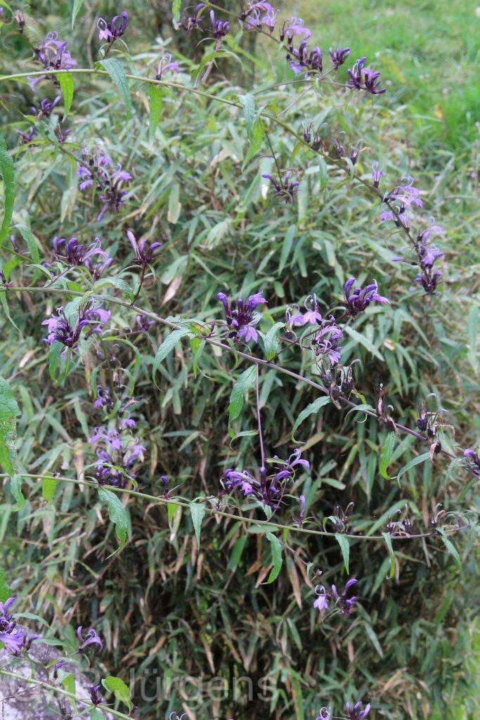 Bhutan2015 36