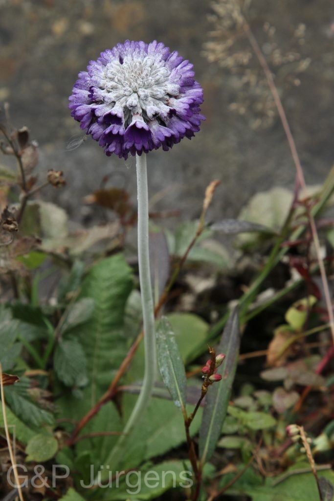 Bhutan2015 372