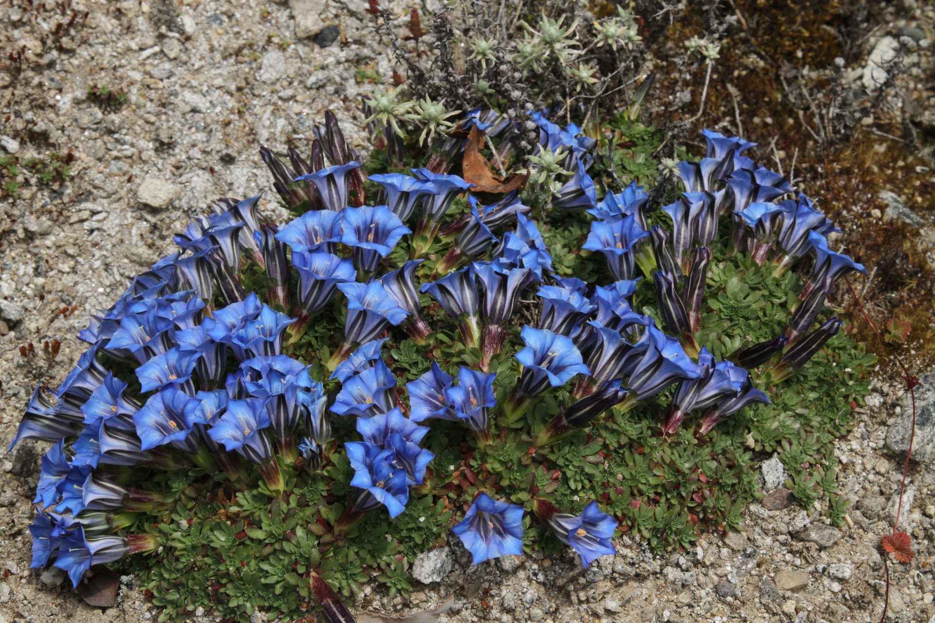 Gentiana tubiflora — Gentianaceae