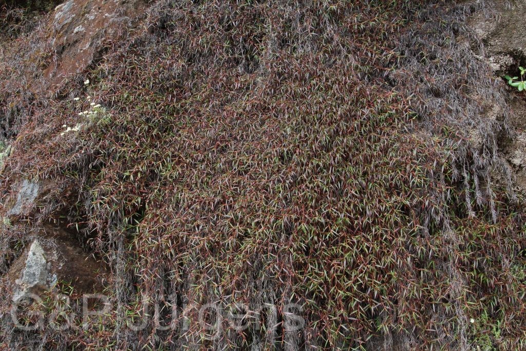 Bhutan2015 385