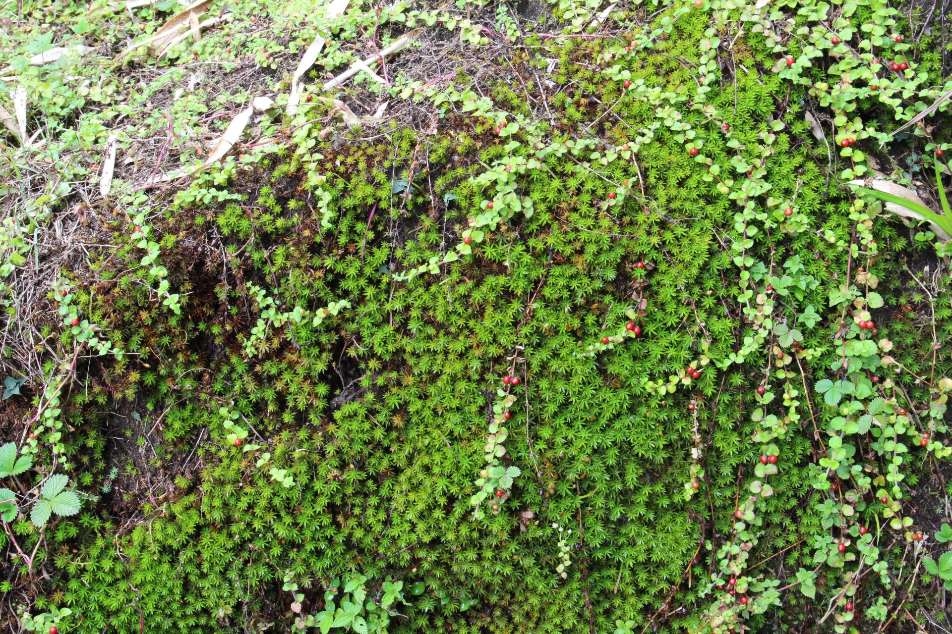 Hemiphragma heterophyllum — Plantaginaceae
