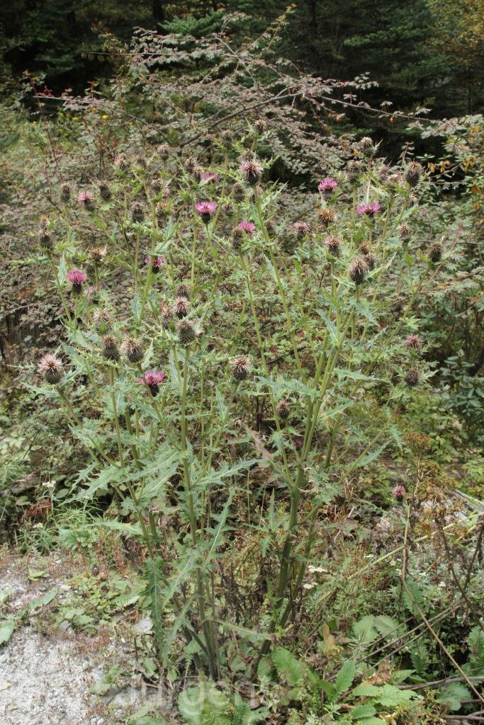 Bhutan2015 398
