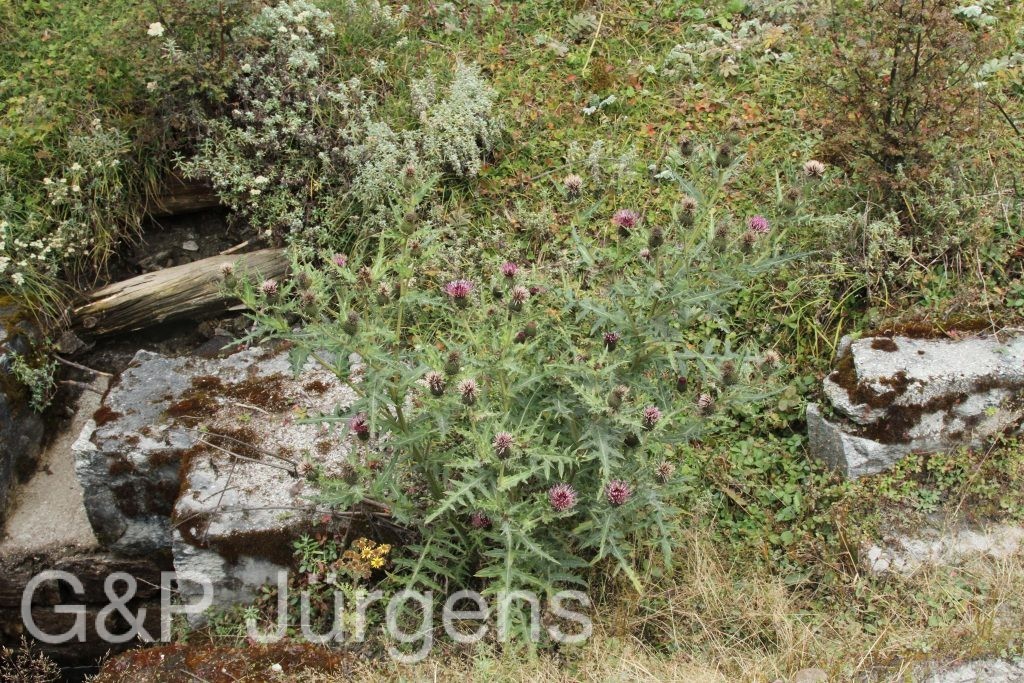 Bhutan2015 399