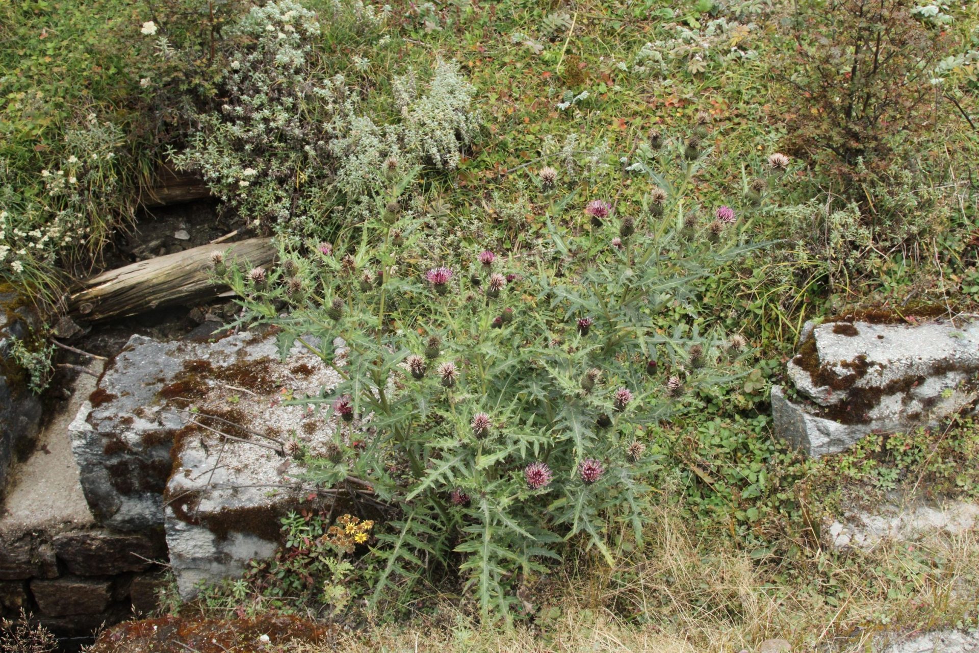 Cirsium argyracanthum — Asteraceae