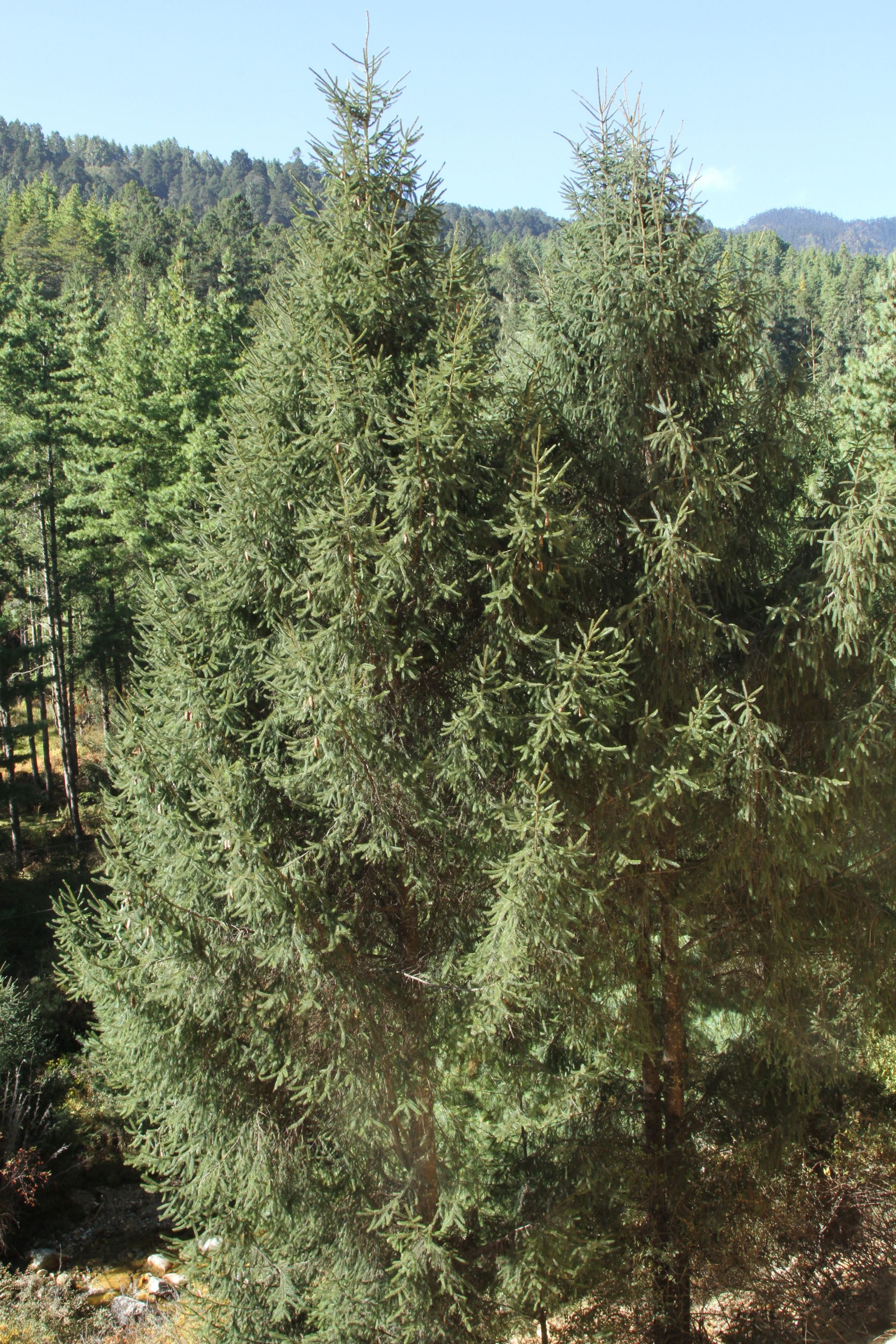 Picea spinulosa — Pinaceae