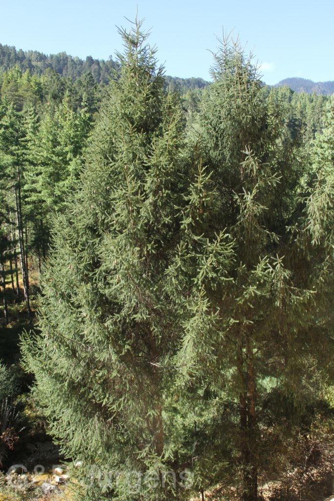 Bhutan2015 407
