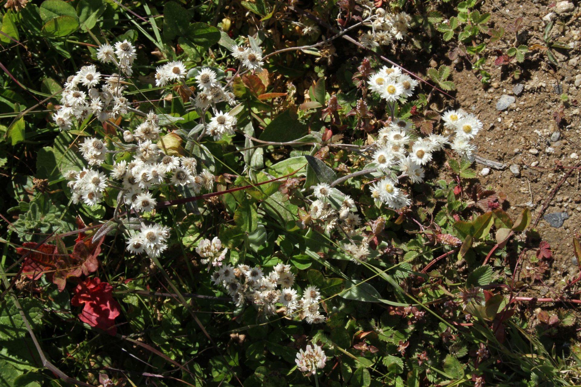 Anaphalis triplinervis — Asteraceae