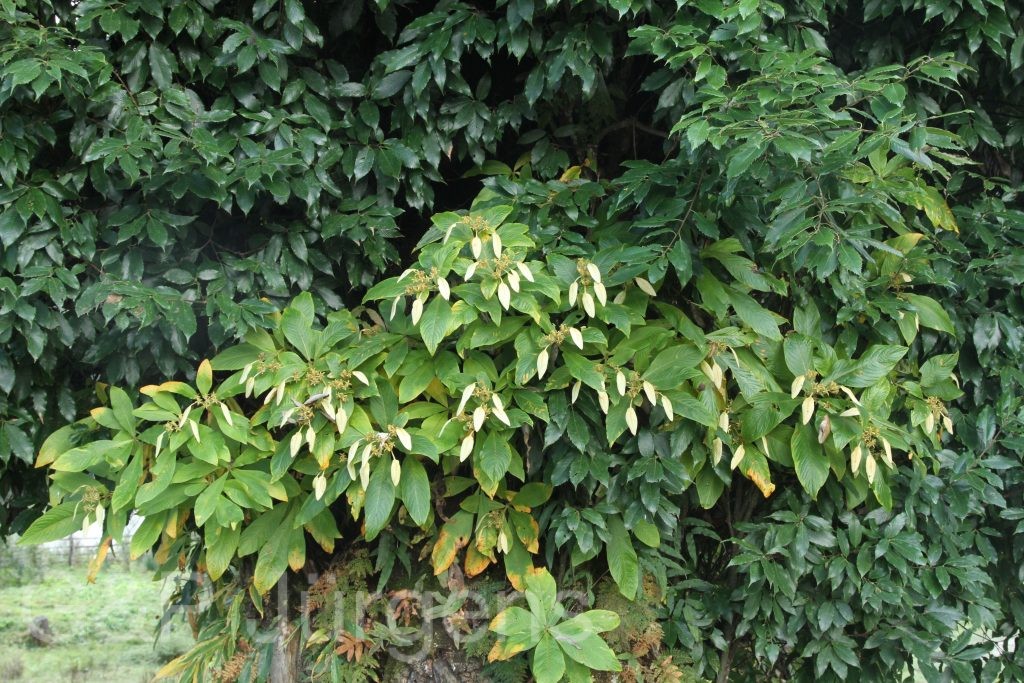 Bhutan2015 41