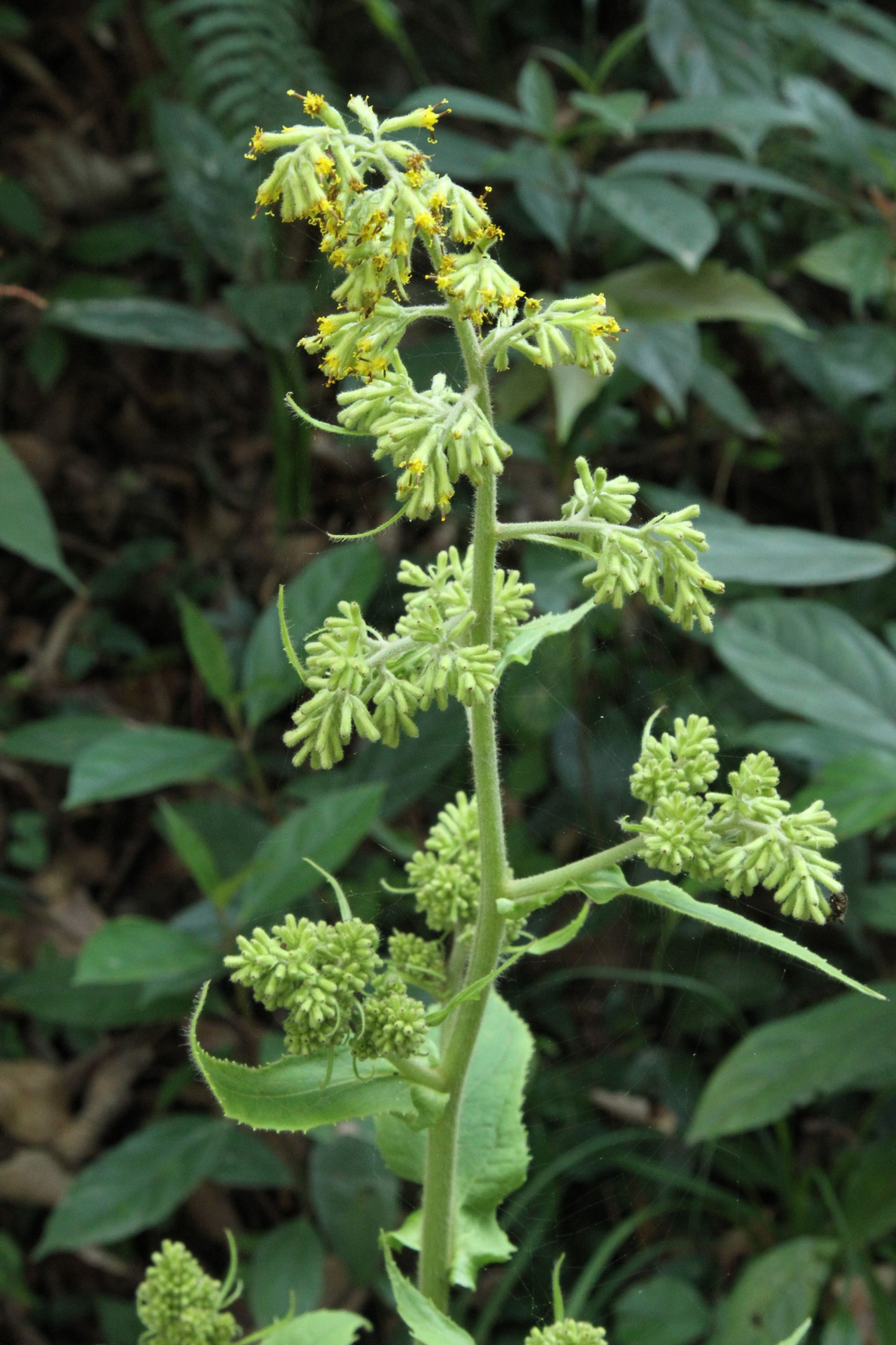 Onosma paniculatum — Boraginaceae