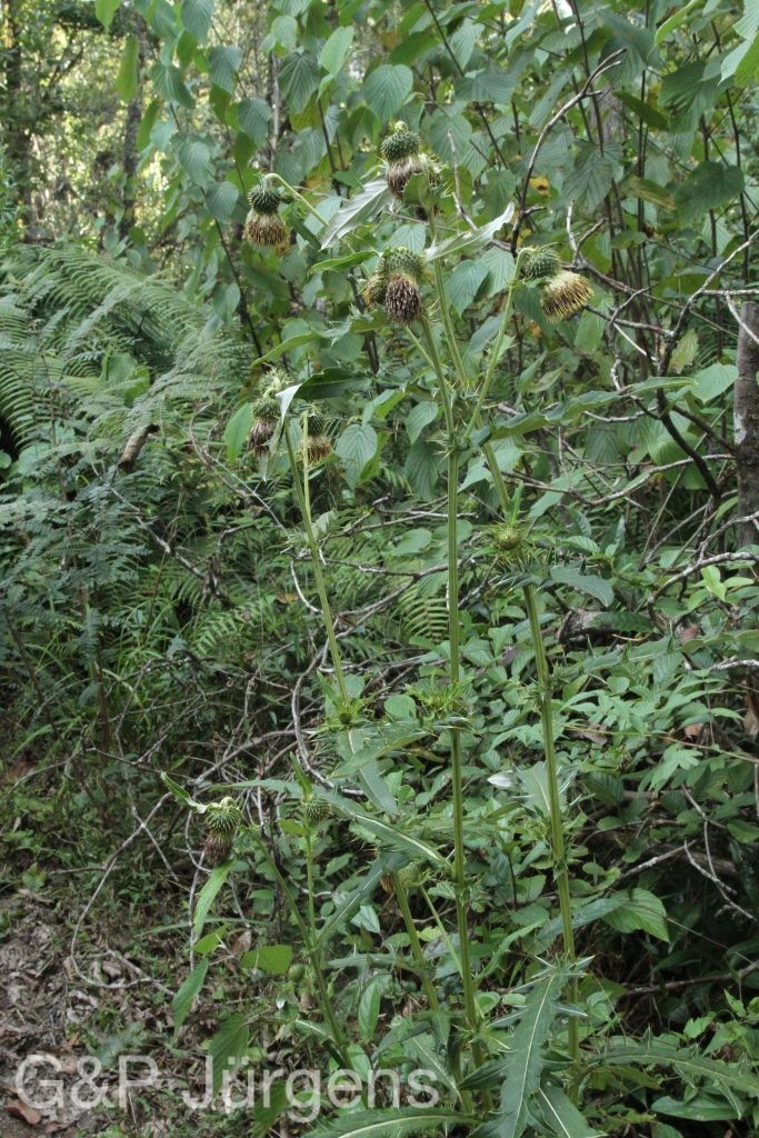 Bhutan2015 459