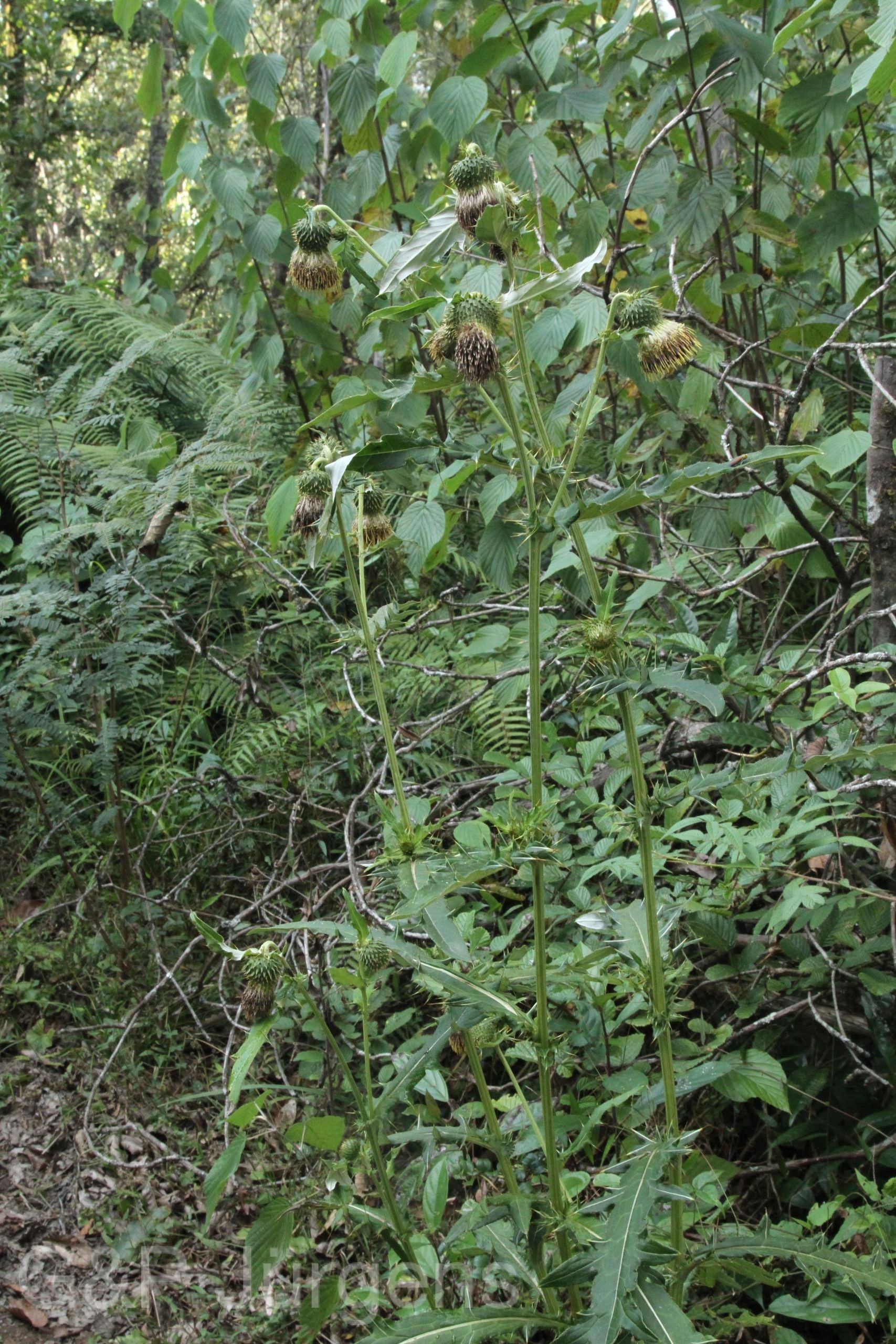 Cirsium interpositum — Asteraceae
