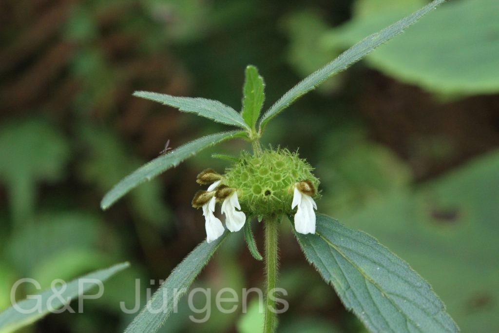 Bhutan2015 460