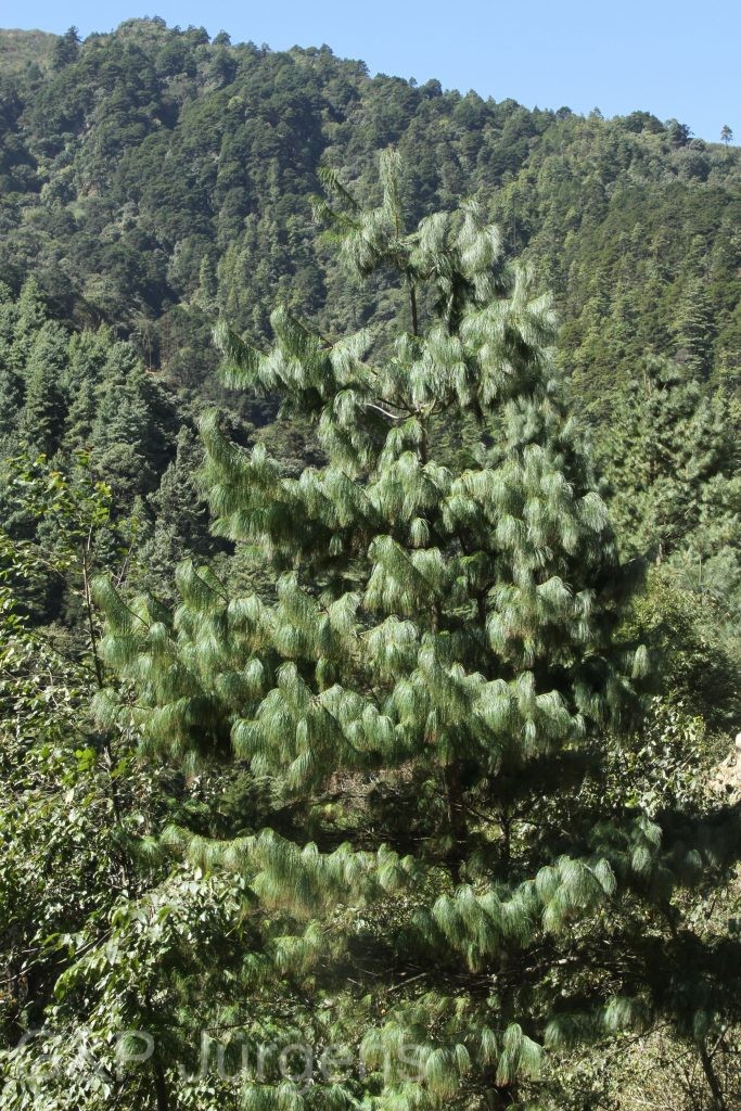 Bhutan2015 468