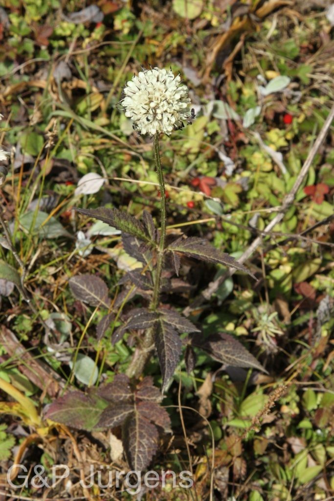 Bhutan2015 479