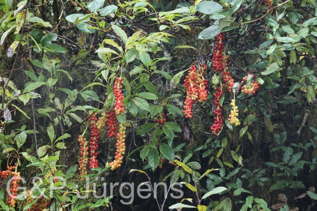 Bhutan2015 508