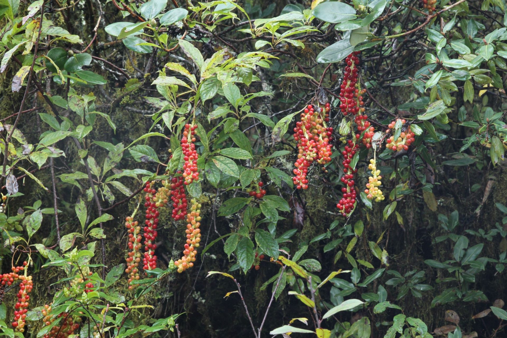 Duranta erecta — Verbenaceae