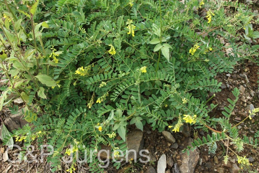 Bhutan2015 515