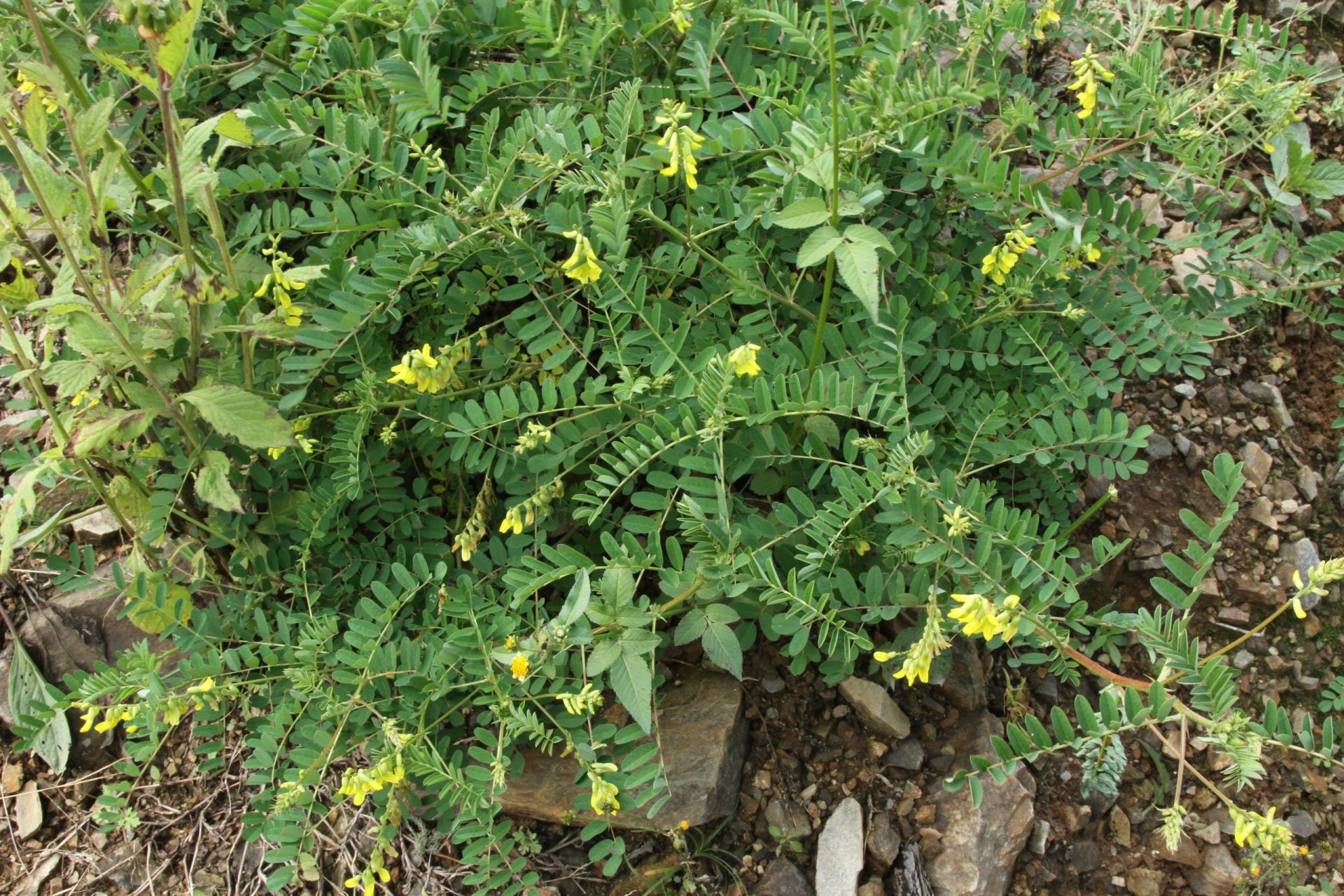Astragalus concretus — Fabaceae