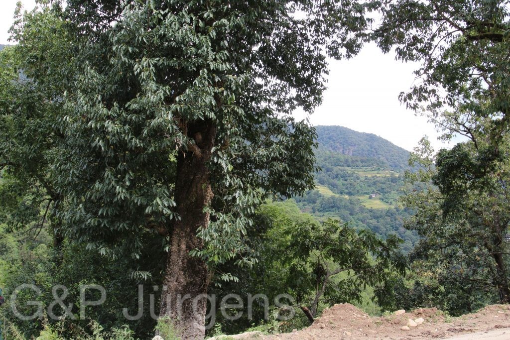 Bhutan2015 517