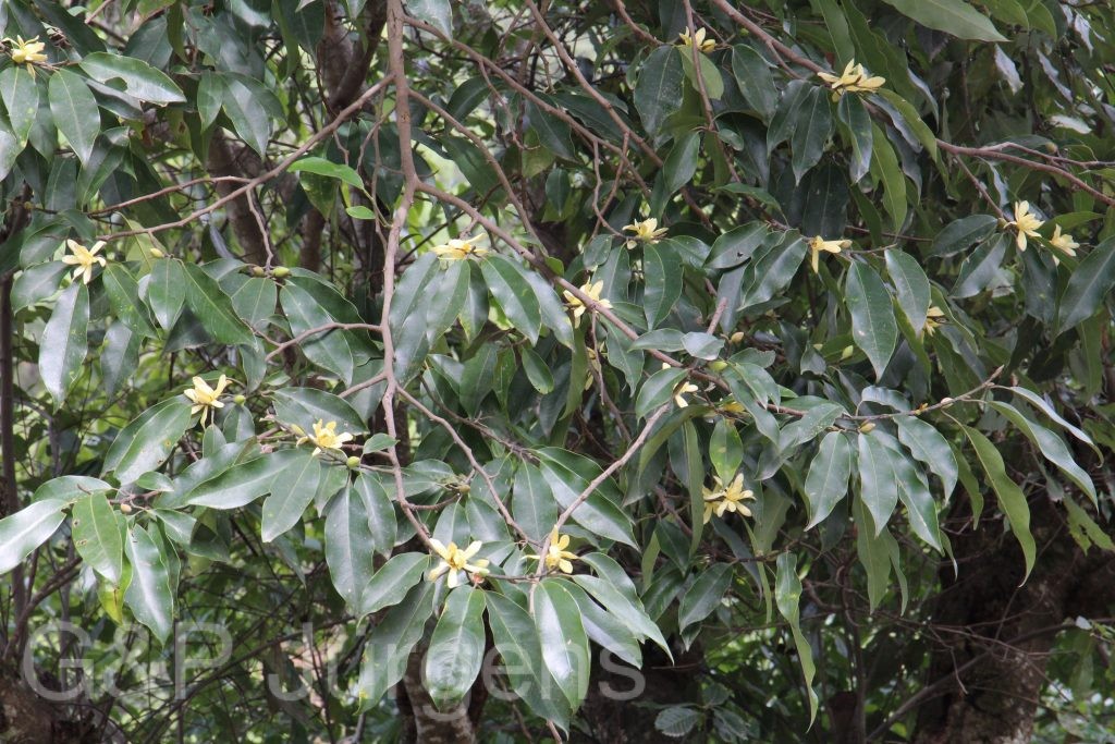 Bhutan2015 519