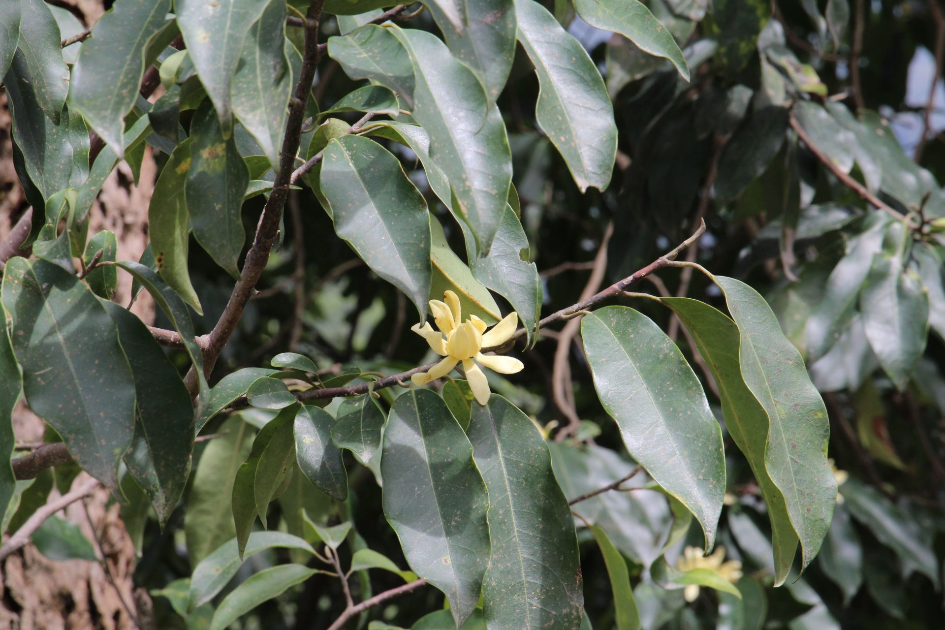 Magnolia kisopa — Magnoliaceae