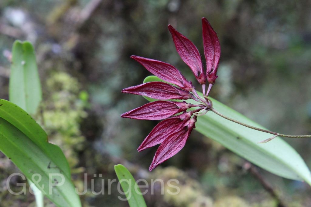 Bhutan2015 53
