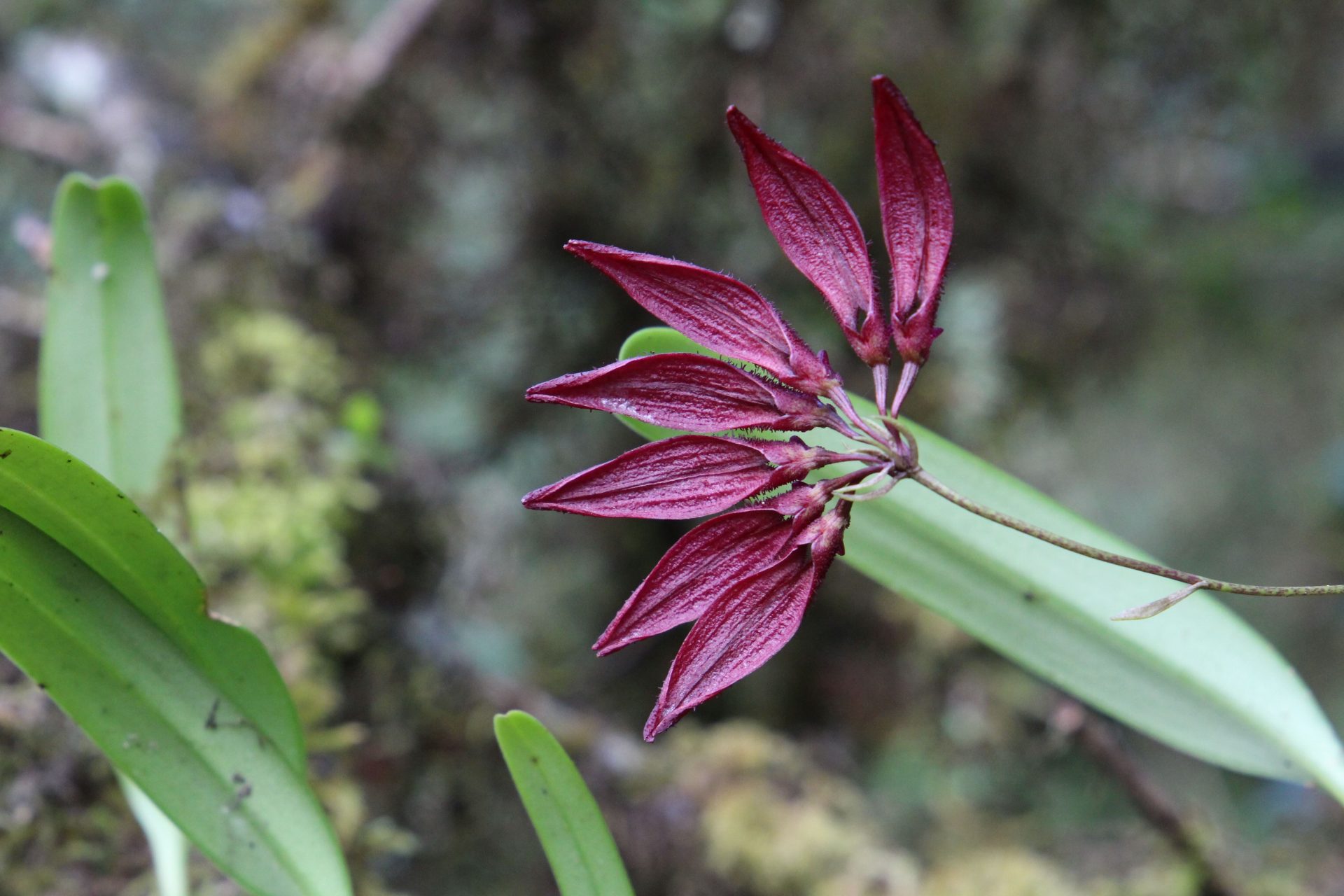 Bulbophyllum retusiusculum — Orchideaceae