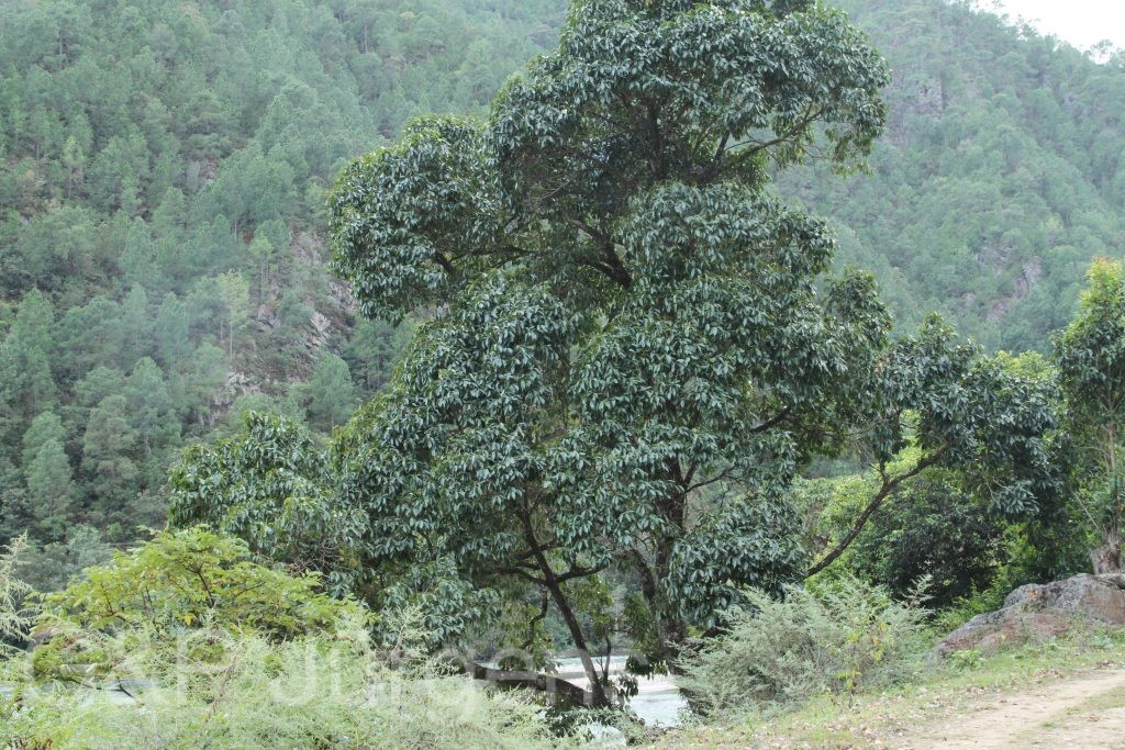 Bhutan2015 536