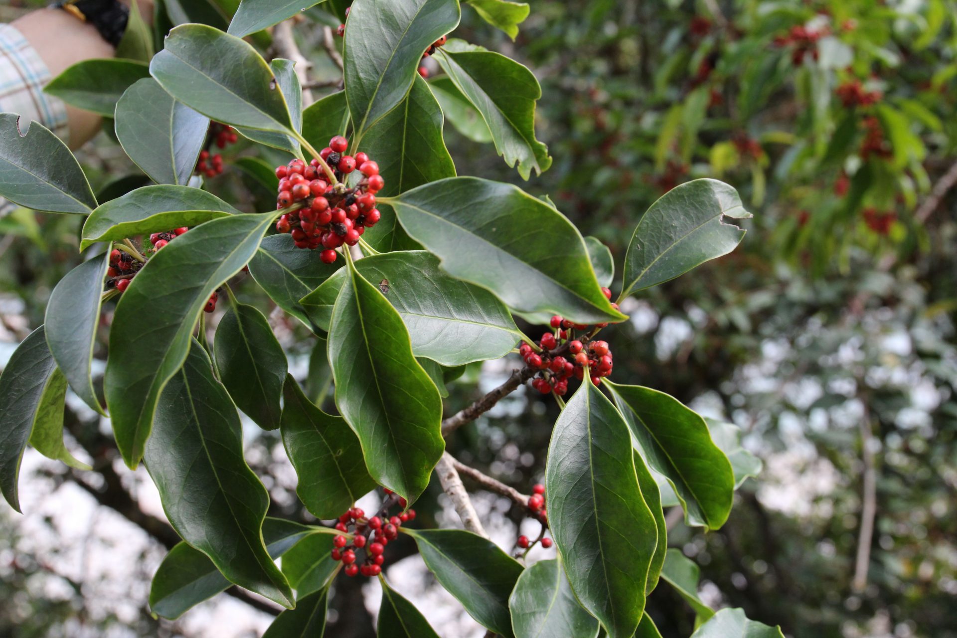 Ilex excelsa var. hypotricha — Aquifoliaceae