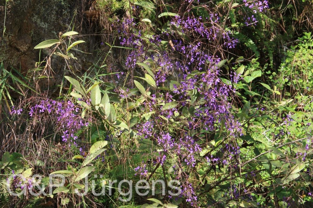 Bhutan2015 543