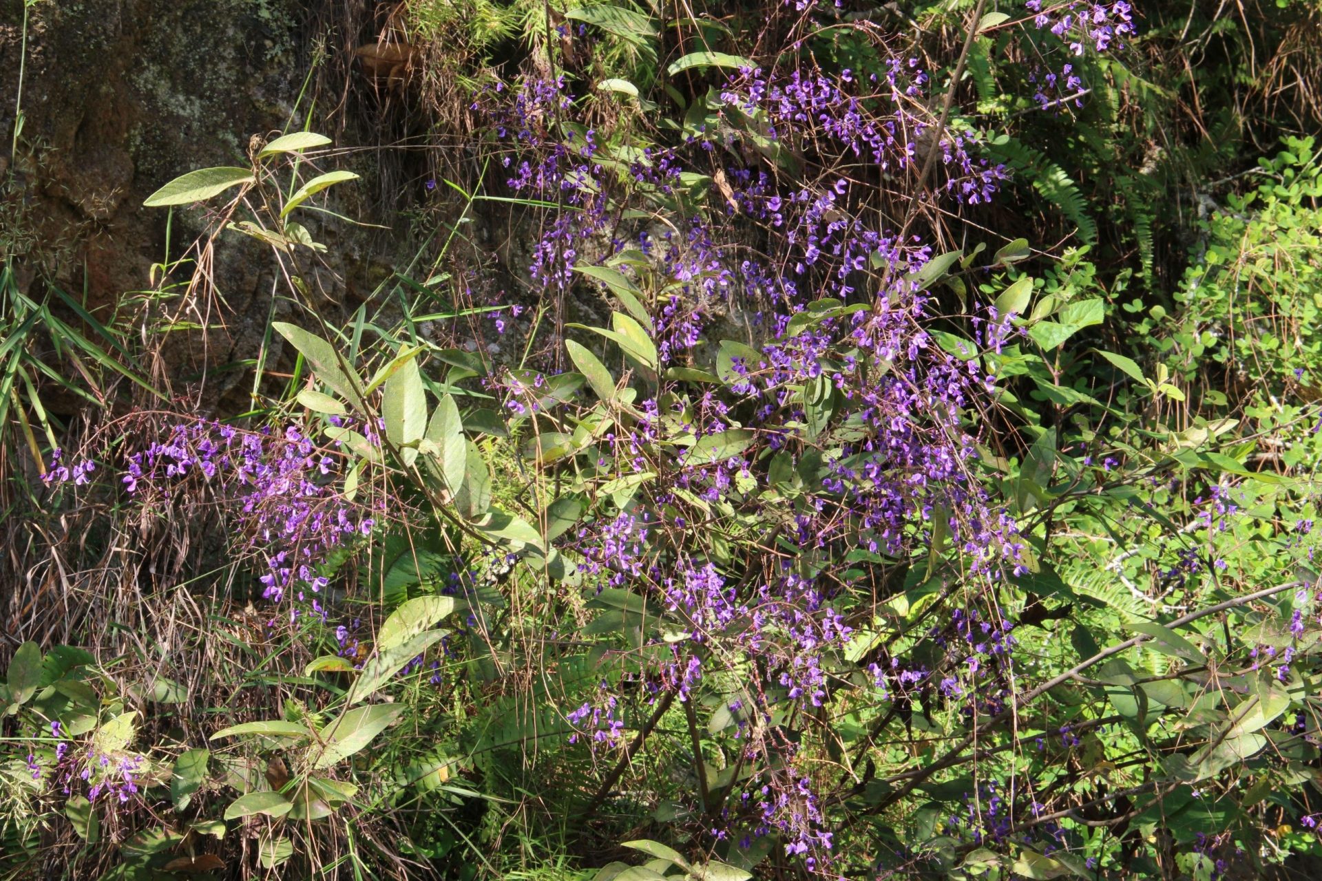 Uraria oblonga — Fabaceae