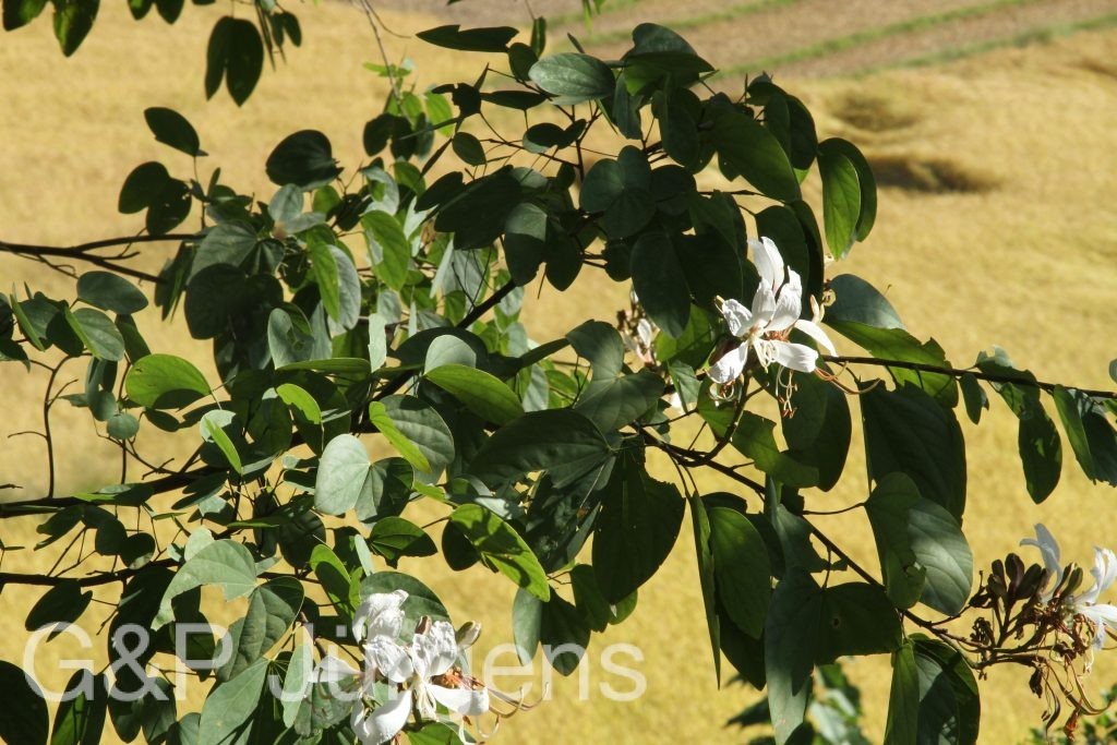 Bhutan2015 551