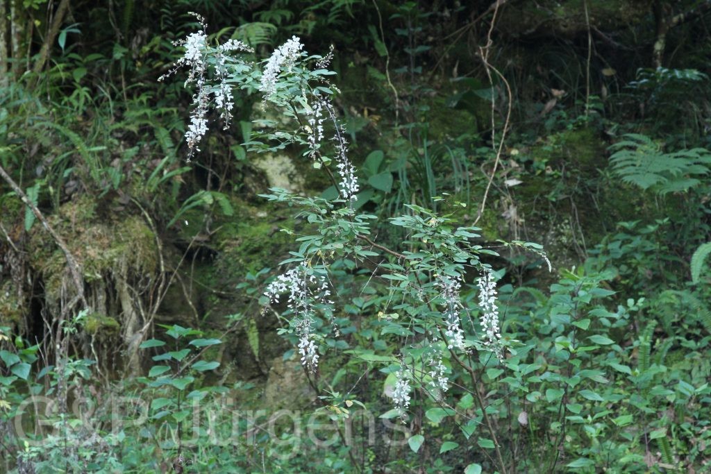 Bhutan2015 553