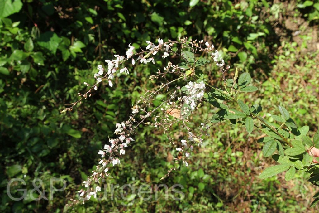 Bhutan2015 554
