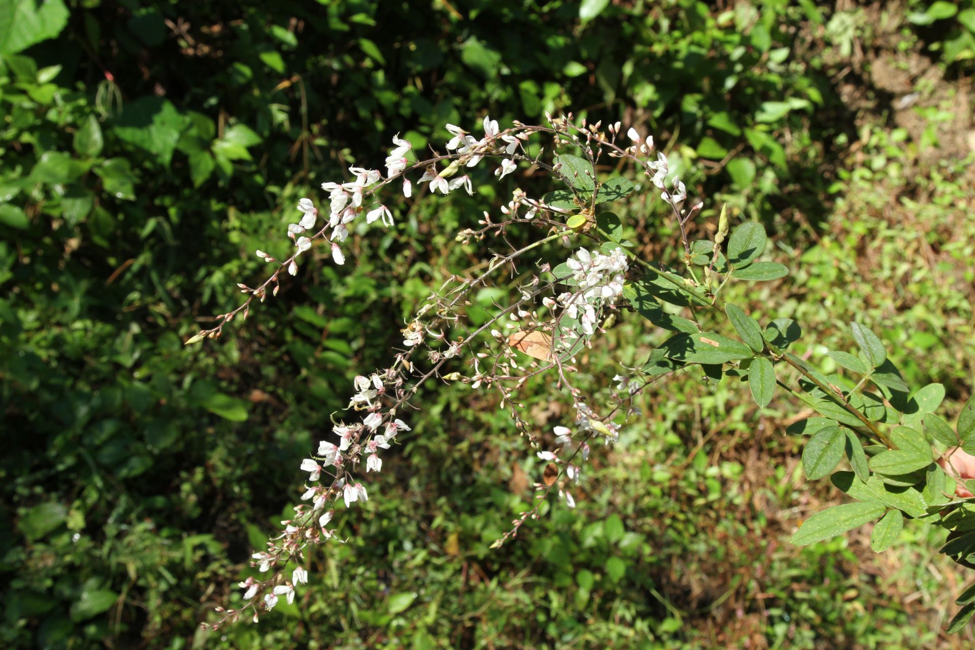 Phyllodium pulchellum — Fabaceae