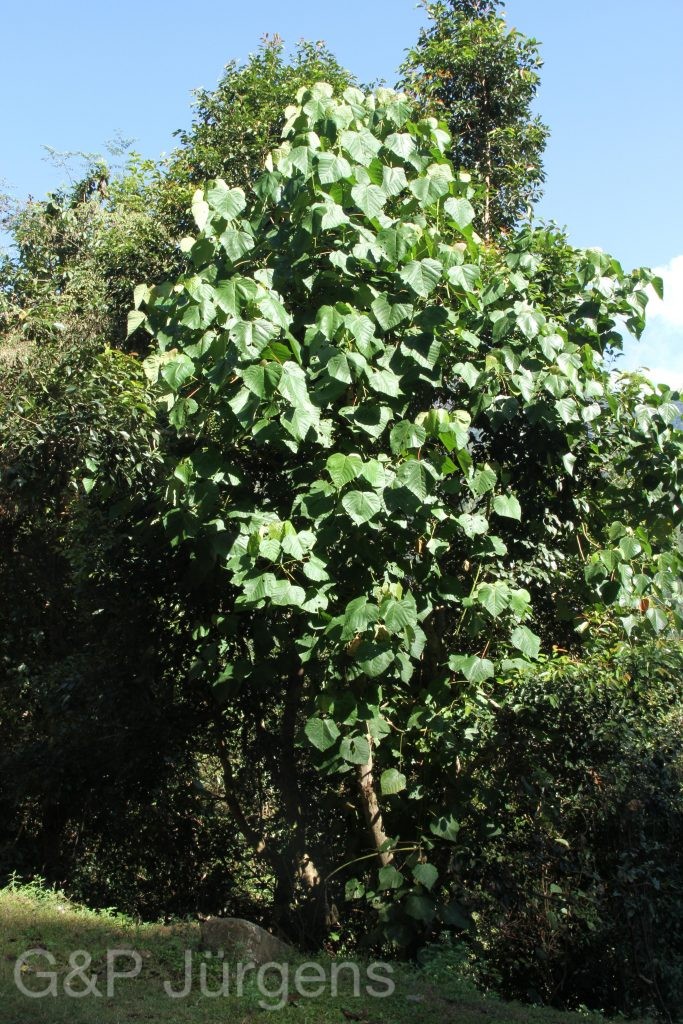 Bhutan2015 556