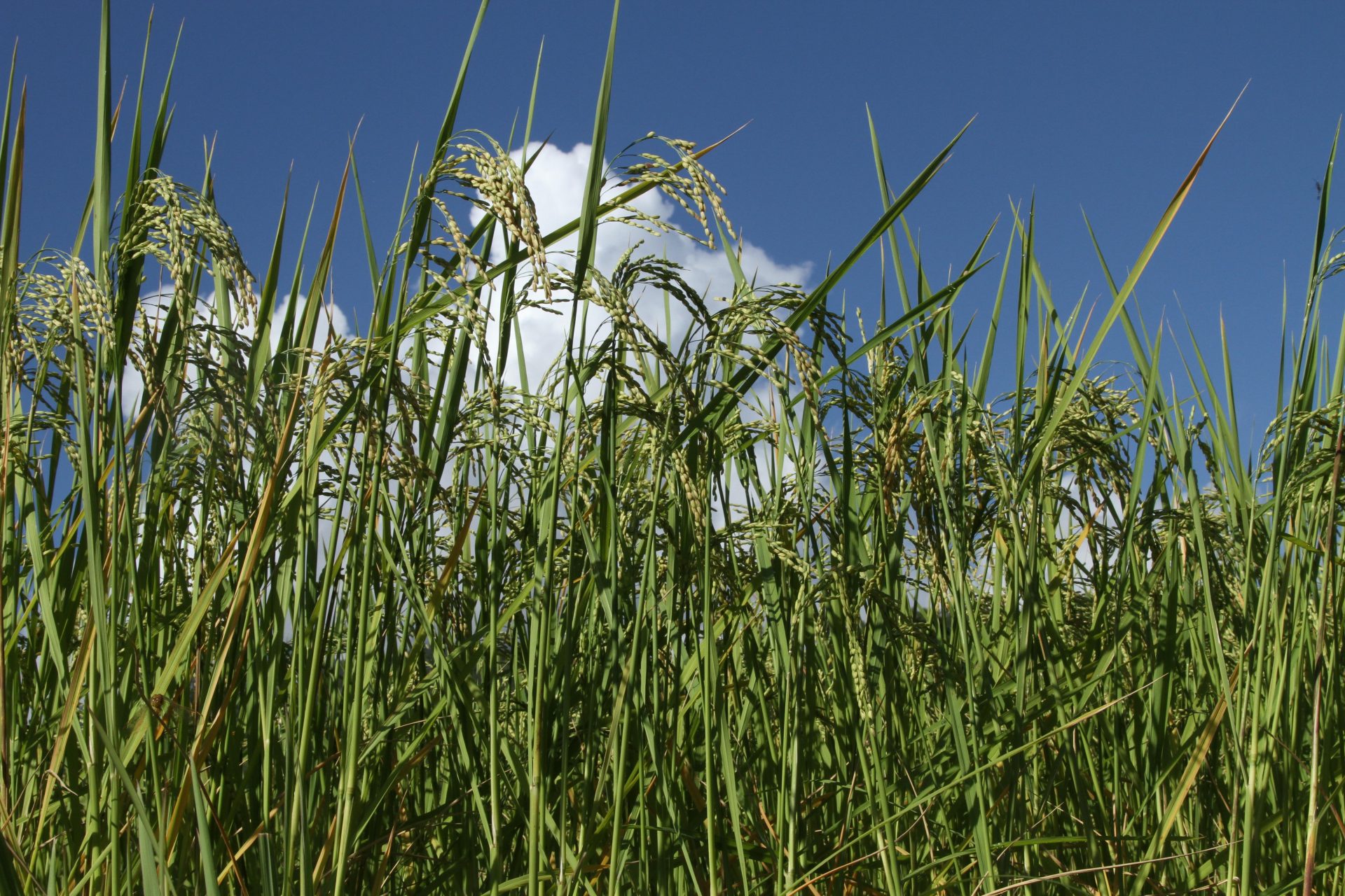 Oryza sativa — Poaceae