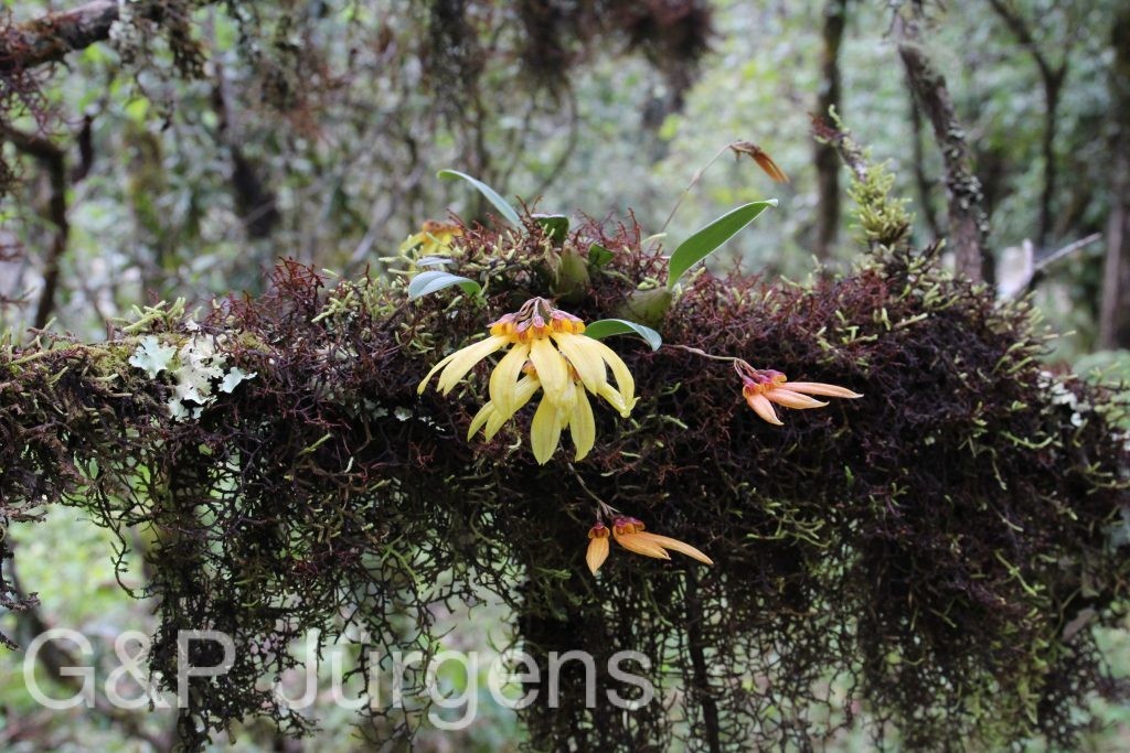 Bhutan2015 56