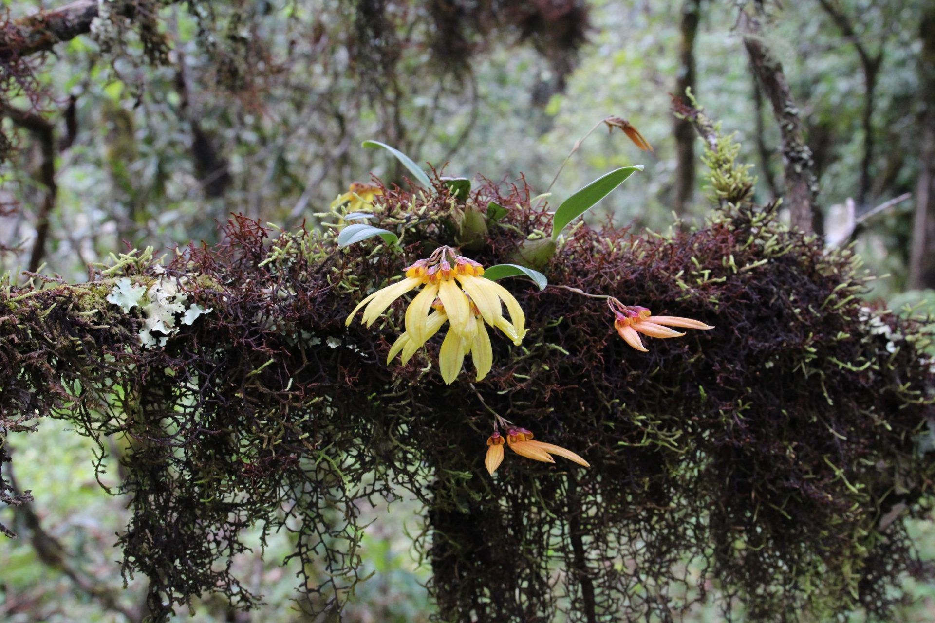 Bulbophyllum muscicola — Orchideaceae