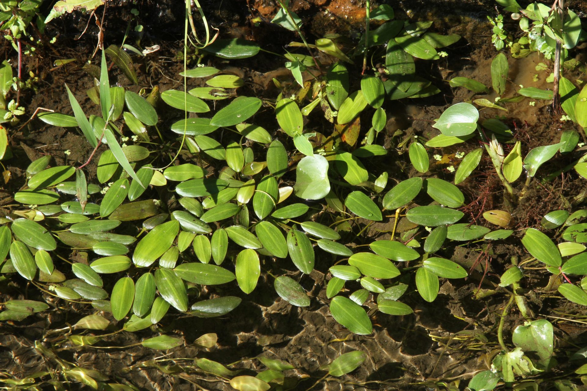 Potamogeton distinctus — Potamogetonaceae