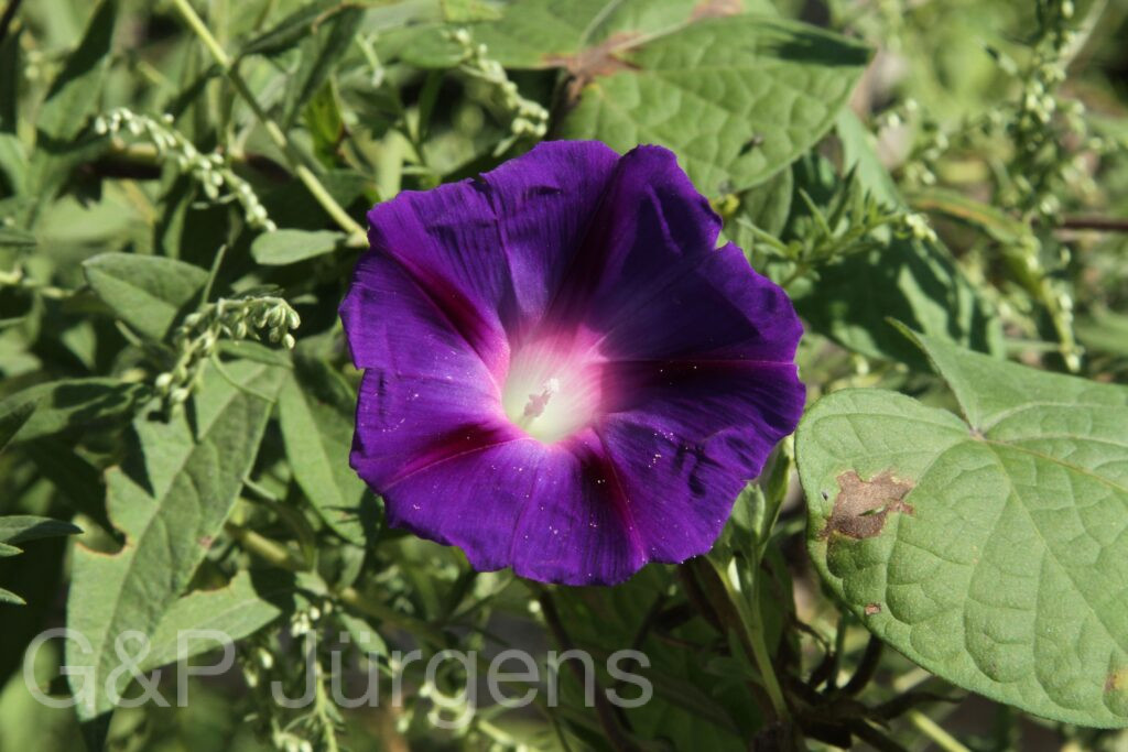 Bhutan2015 563