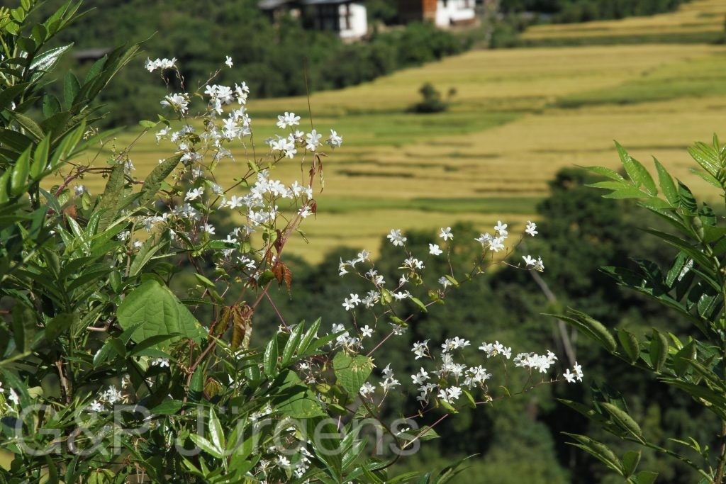Bhutan2015 566