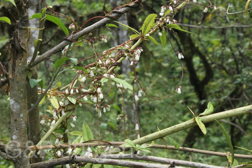 Bhutan2015 57