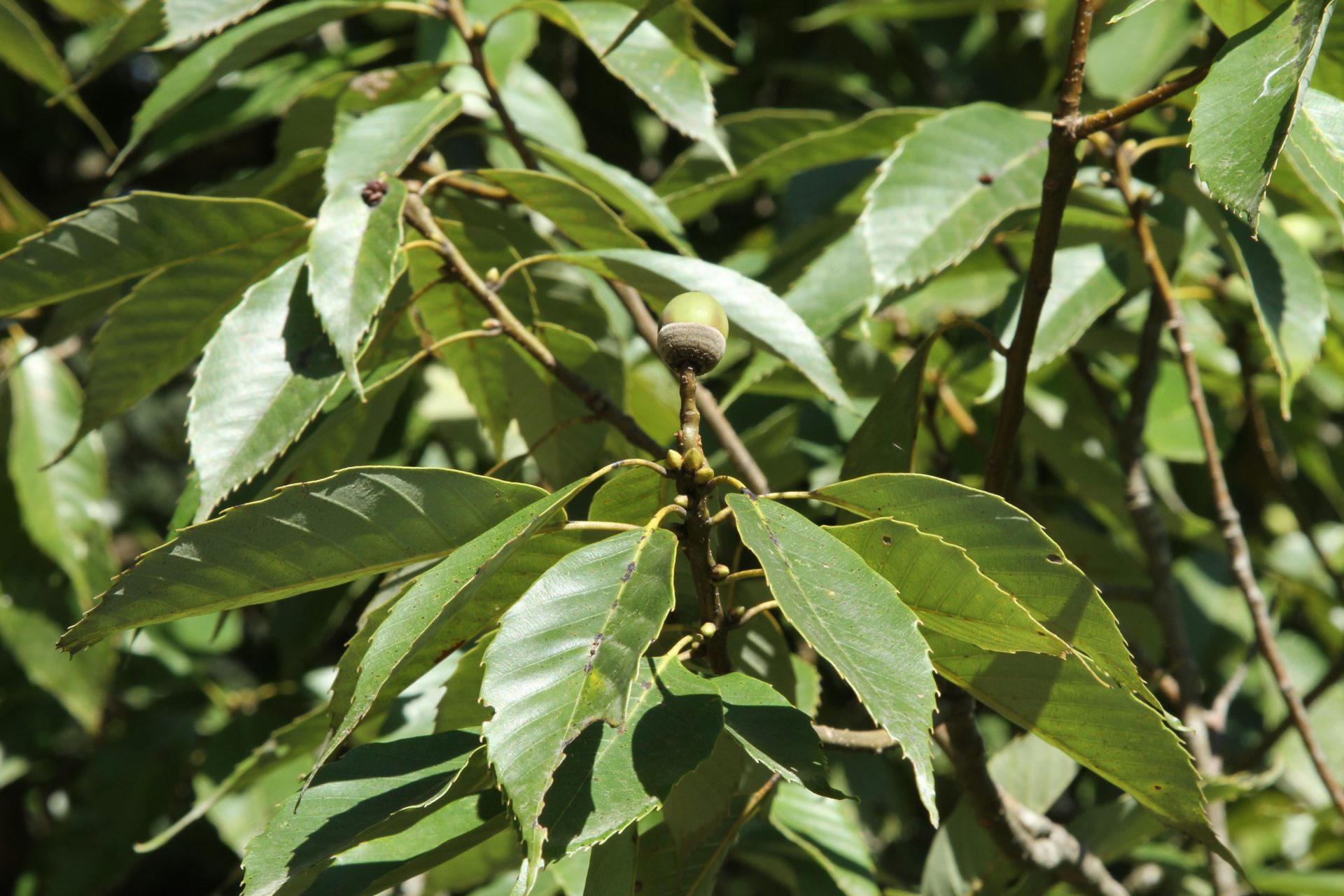Quercus glauca — Fagaceae