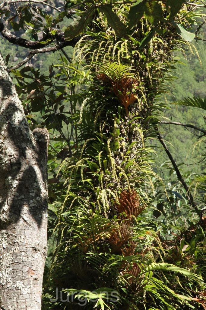 Bhutan2015 573