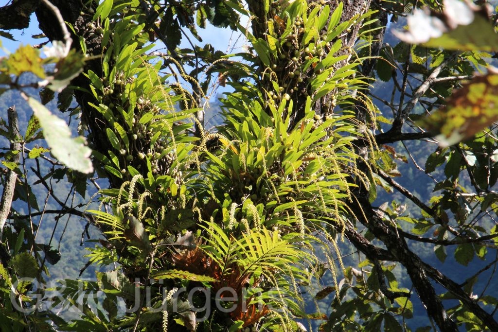 Bhutan2015 574