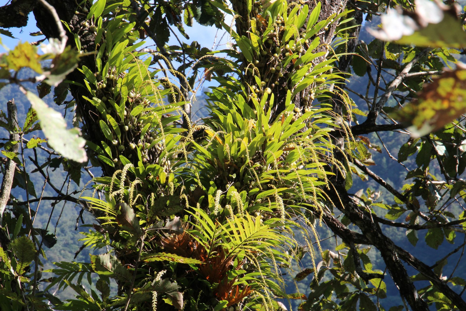 Bulbophyllum hirtum — Orchideaceae