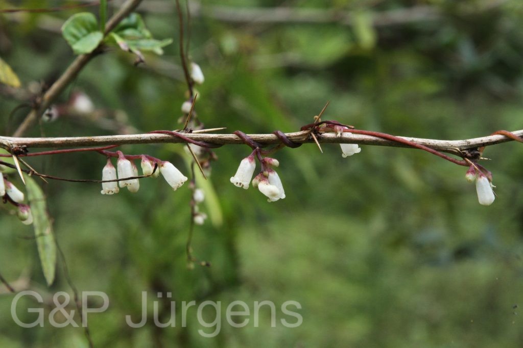 Bhutan2015 58