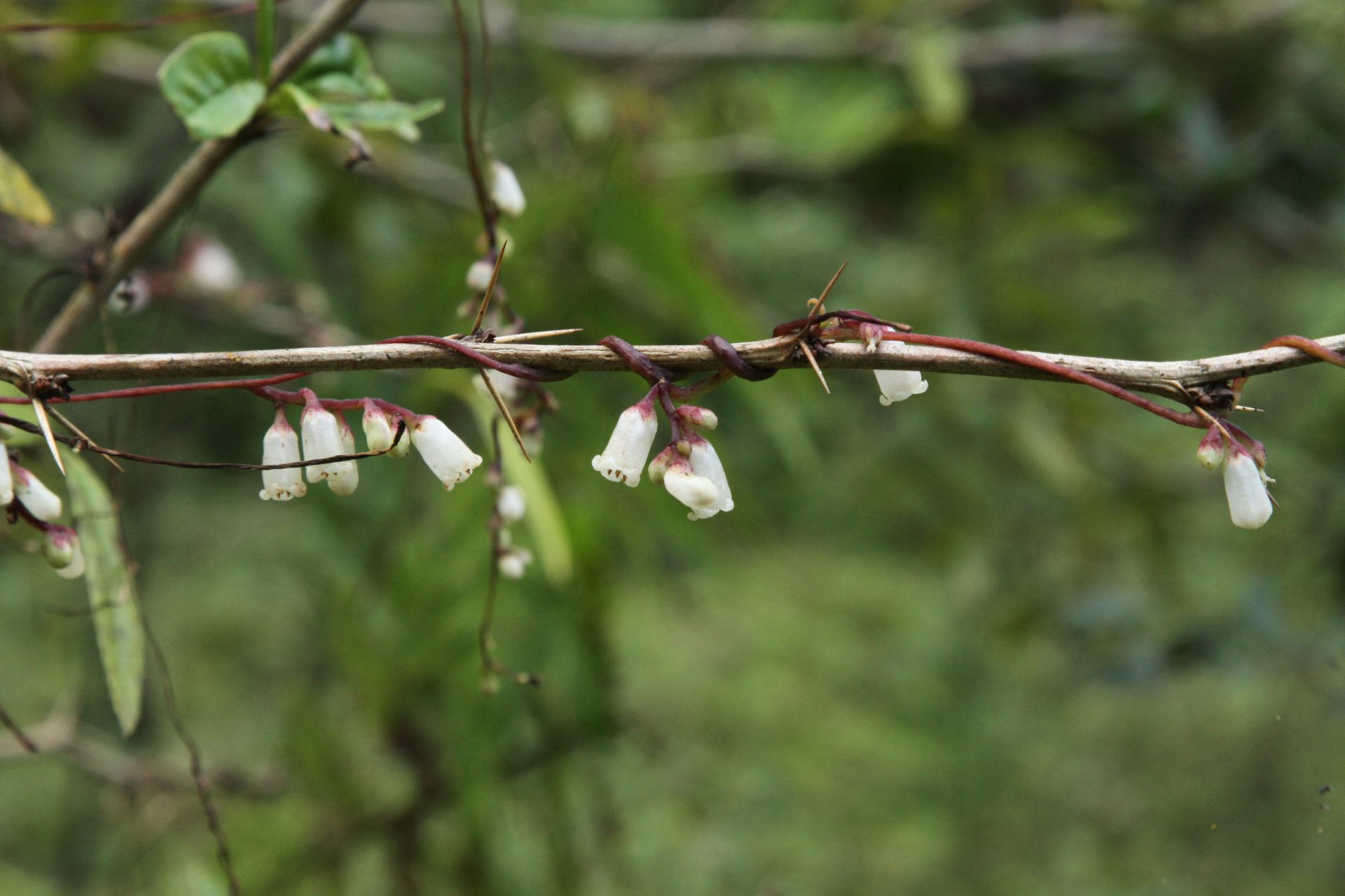 Cuscuta reflexa — Convolvulaceae