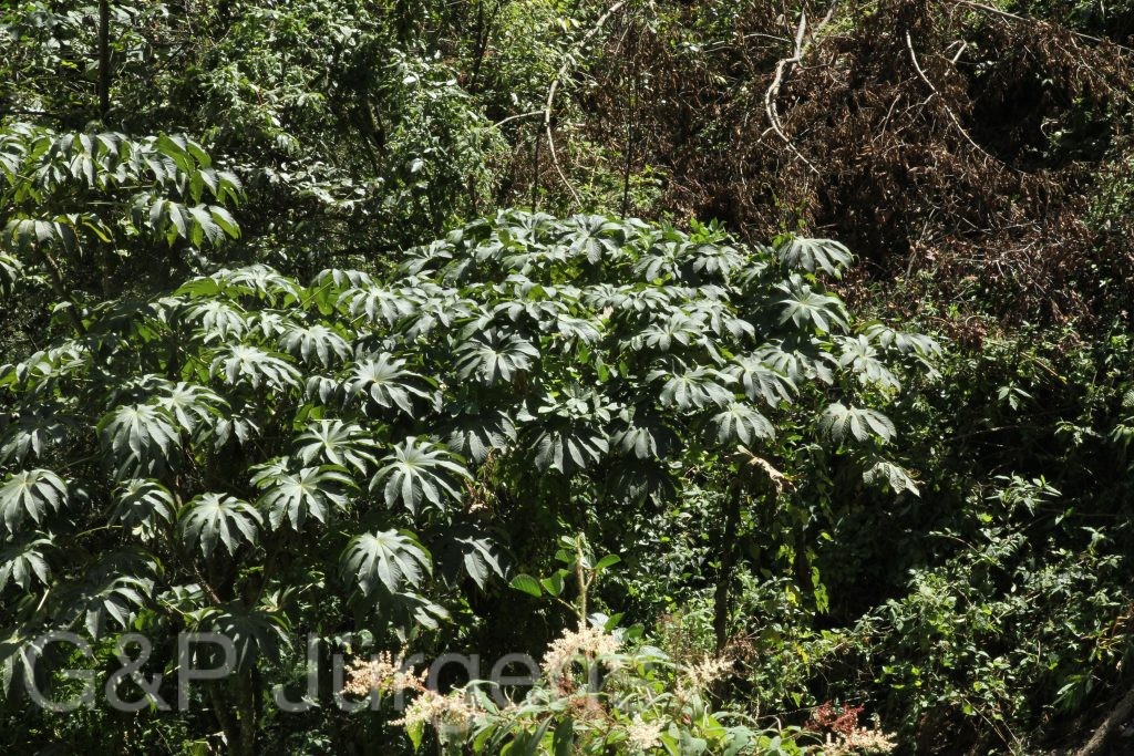 Bhutan2015 583